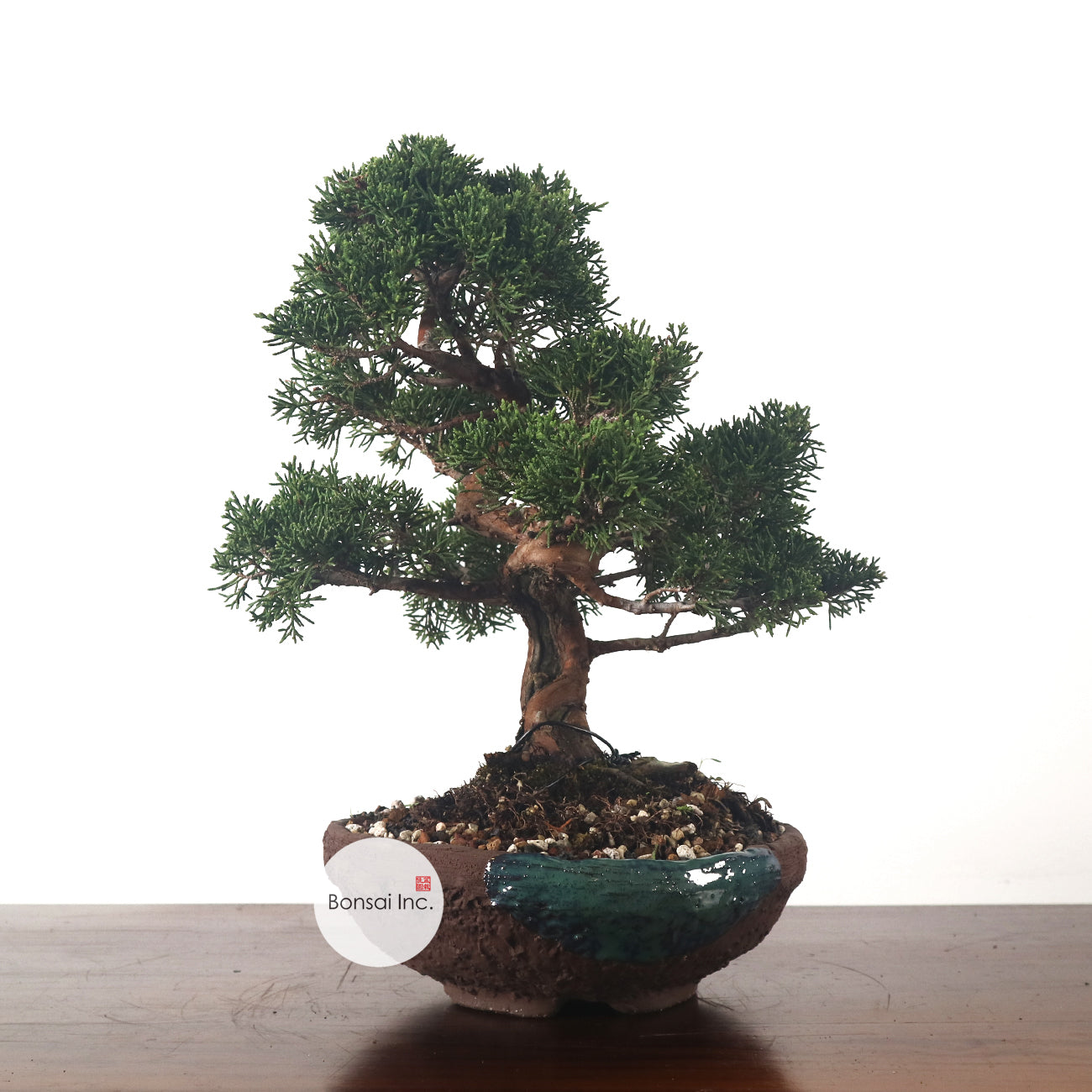 Japanese Juniper Shimpaku Bonsai 日本真柏