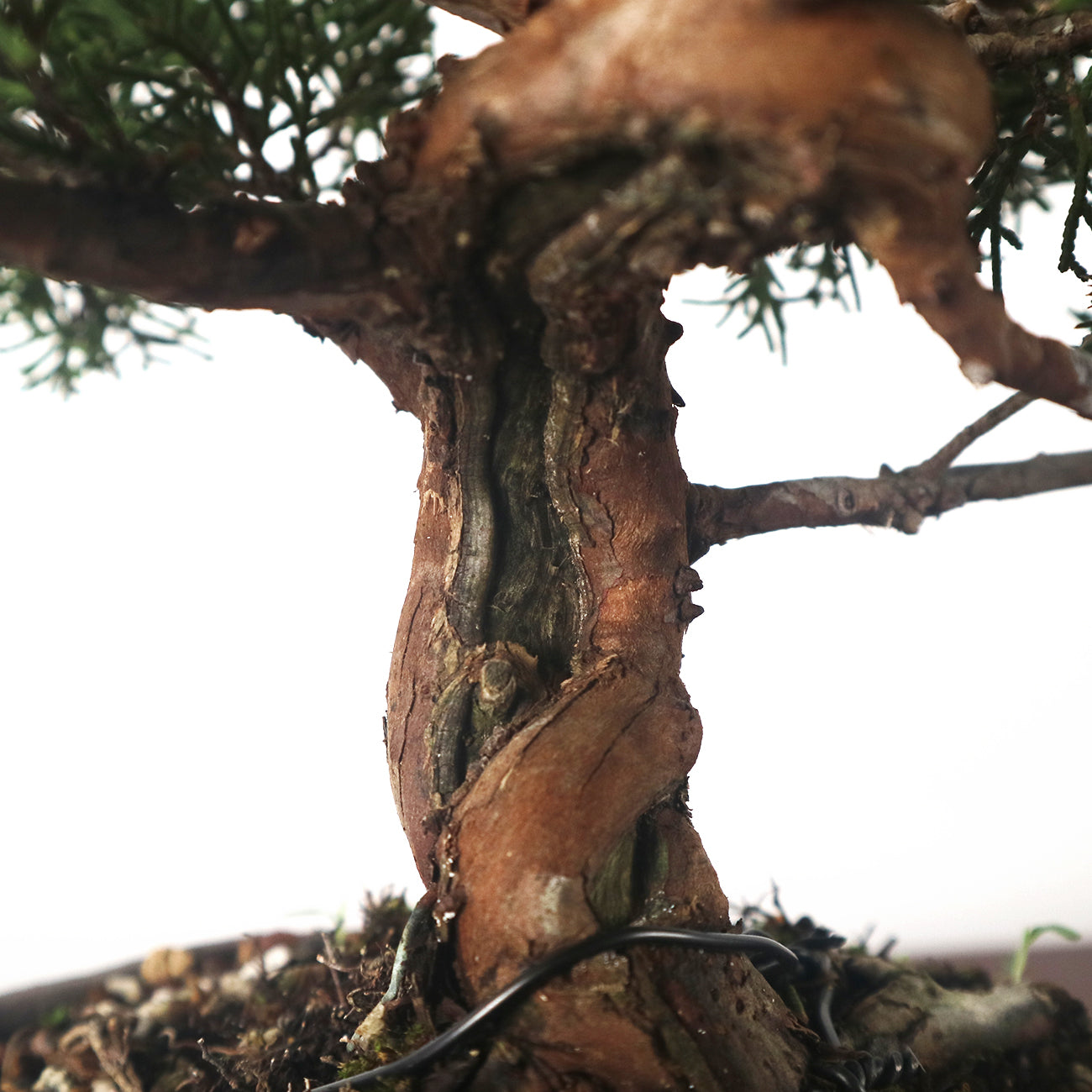 Japanese Juniper Shimpaku Bonsai 日本真柏