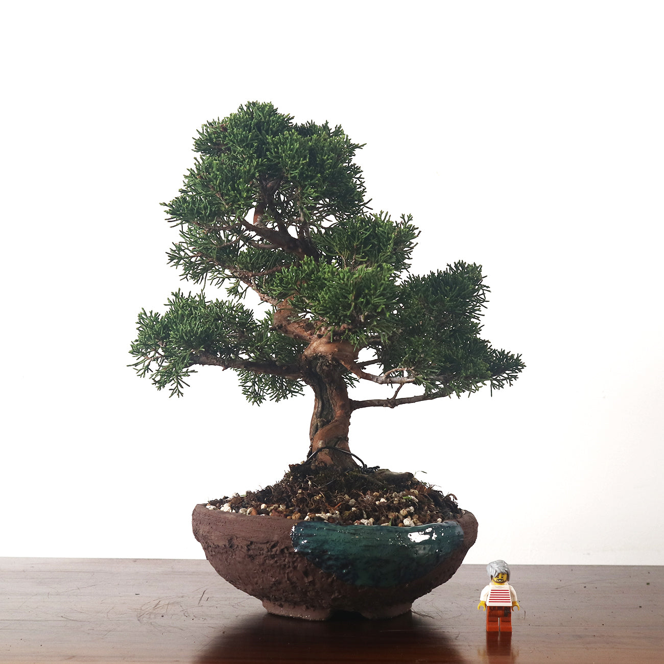 Japanese Juniper Shimpaku Bonsai 日本真柏