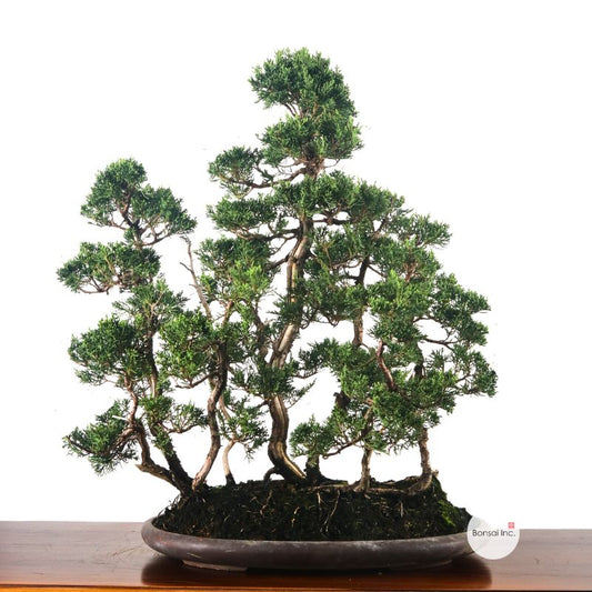 Japanese Juniper Shimpaku Bonsai 日本真柏