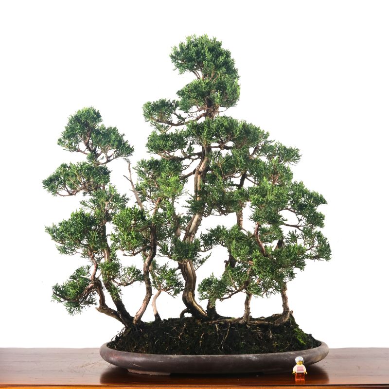Japanese Juniper Shimpaku Bonsai 日本真柏