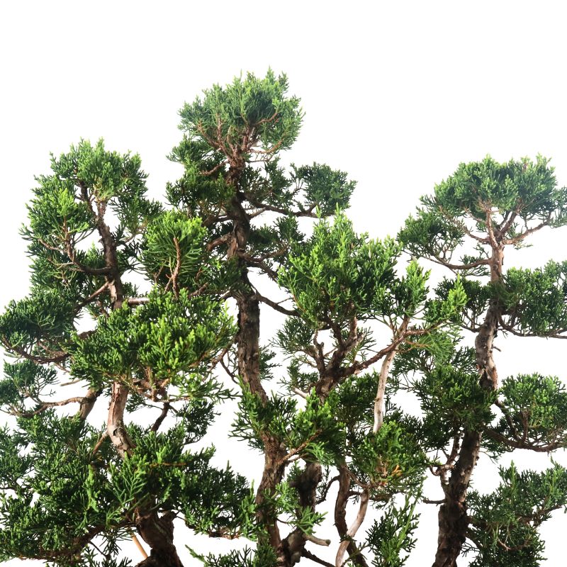 Japanese Juniper Shimpaku Bonsai 日本真柏