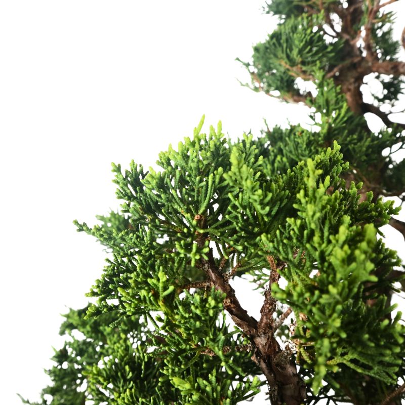 Japanese Juniper Shimpaku Bonsai 日本真柏