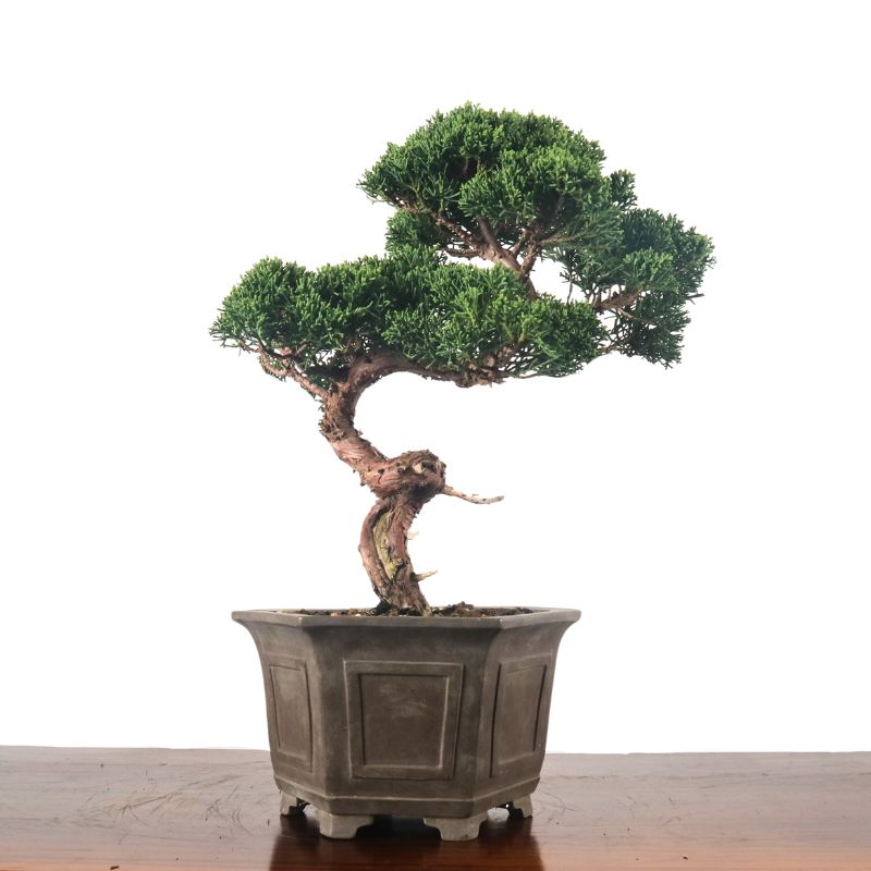 Japanese Juniper Shimpaku Bonsai 日本真柏