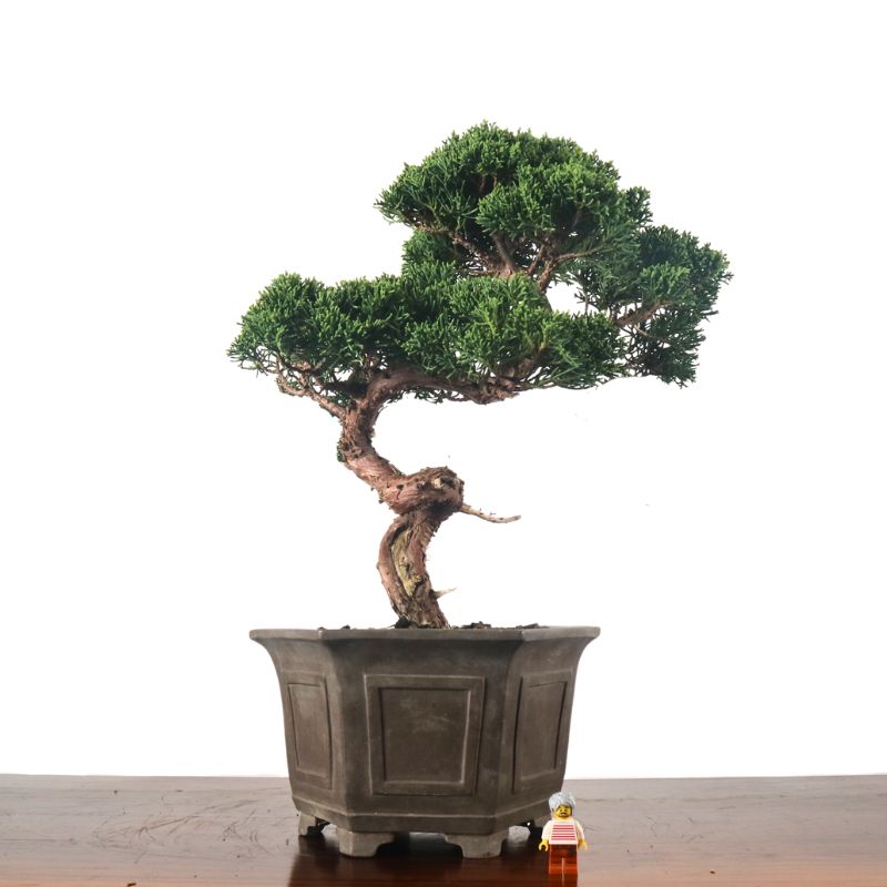 Japanese Juniper – bonsai-inc