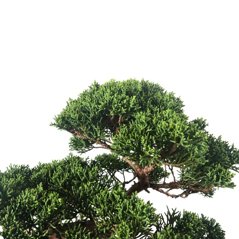 Japanese Juniper Shimpaku Bonsai 日本真柏