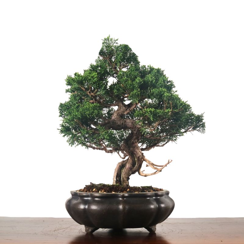 Japanese Juniper