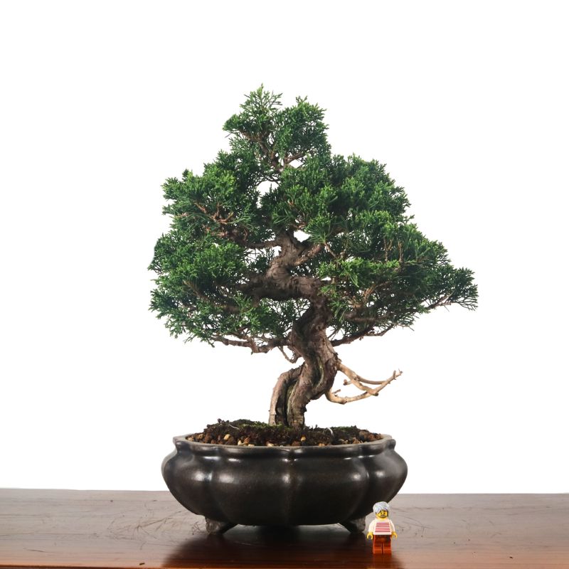 Japanese Juniper Shimpaku Bonsai 日本真柏