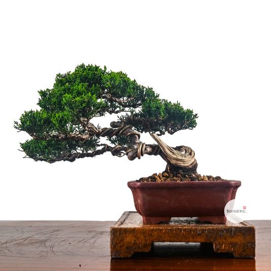 Japanese Juniper Shimpaku Bonsai 日本真柏