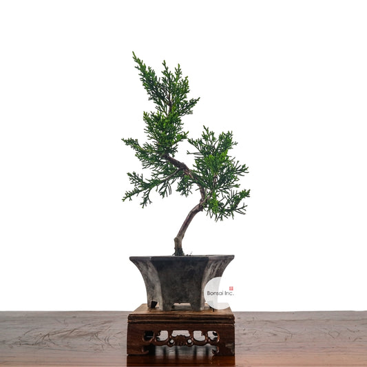Japanese Juniper Shimpaku Bonsai 日本真柏