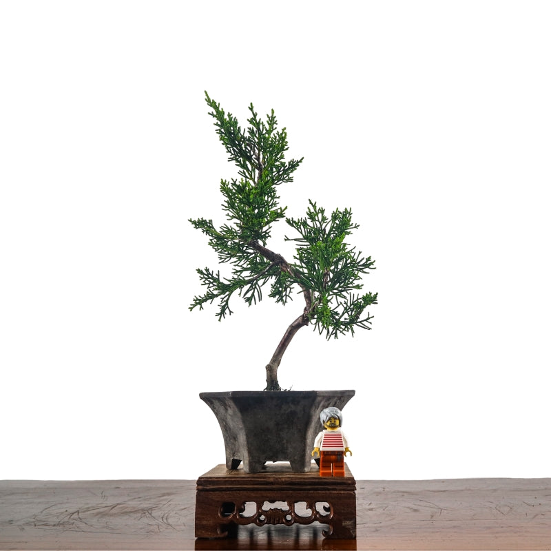 Japanese Juniper Shimpaku Bonsai 日本真柏
