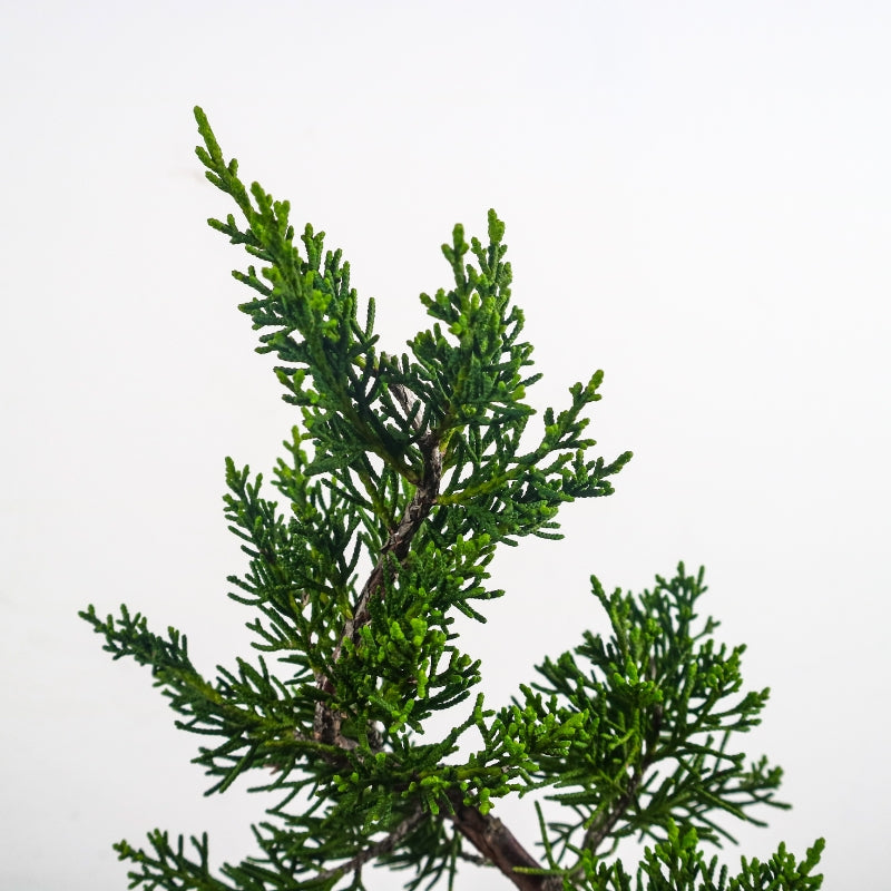 Japanese Juniper Shimpaku Bonsai 日本真柏