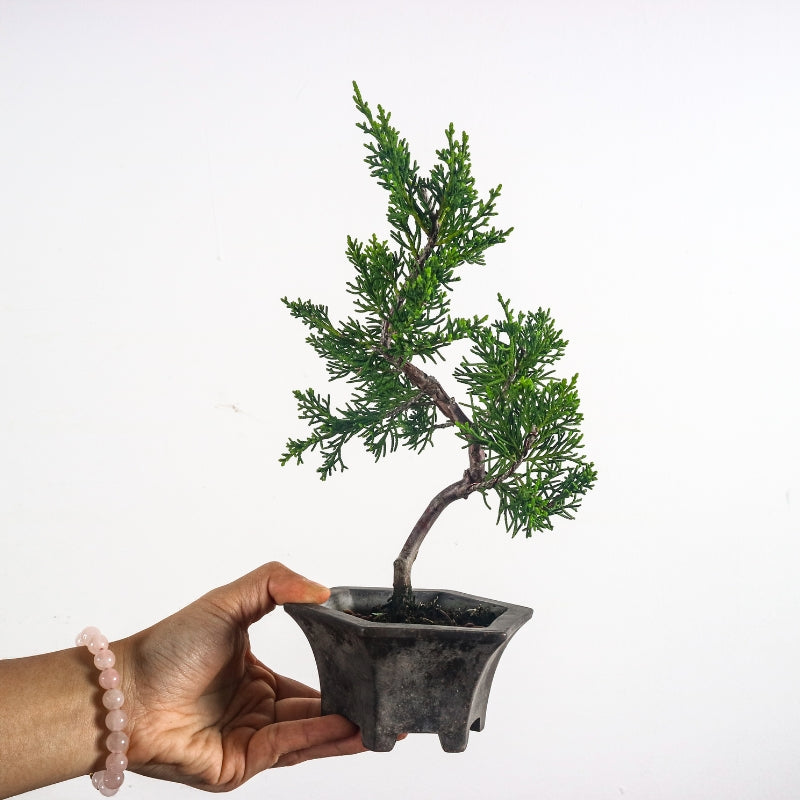 Japanese Juniper Shimpaku Bonsai 日本真柏