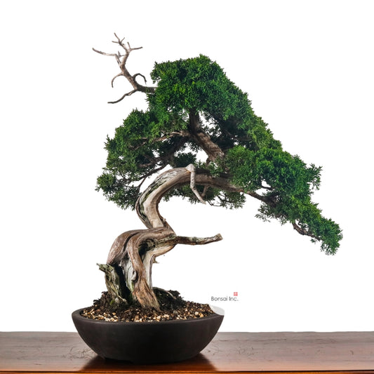 Japanese Juniper Shimpaku Bonsai 日本真柏