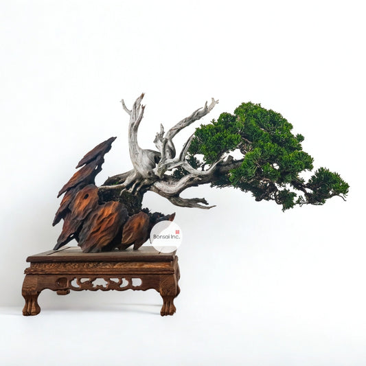 Japanese Juniper Shimpaku Bonsai 日本真柏