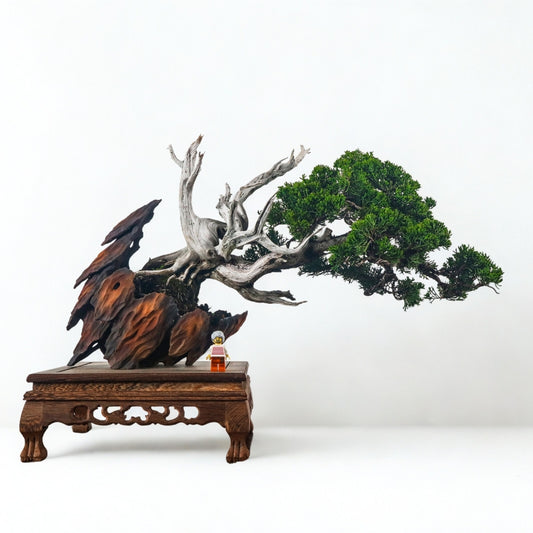 Japanese Juniper Shimpaku Bonsai 日本真柏