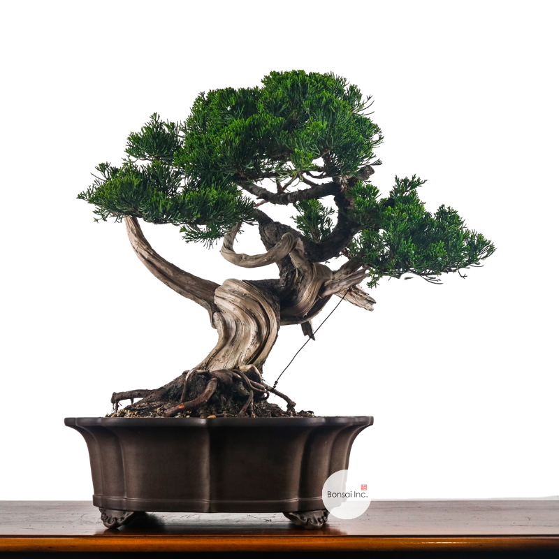Japanese Juniper Shimpaku Bonsai 日本真柏