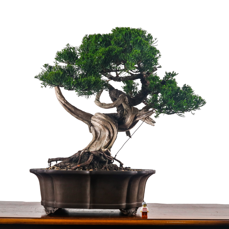 Japanese Juniper Shimpaku Bonsai 日本真柏