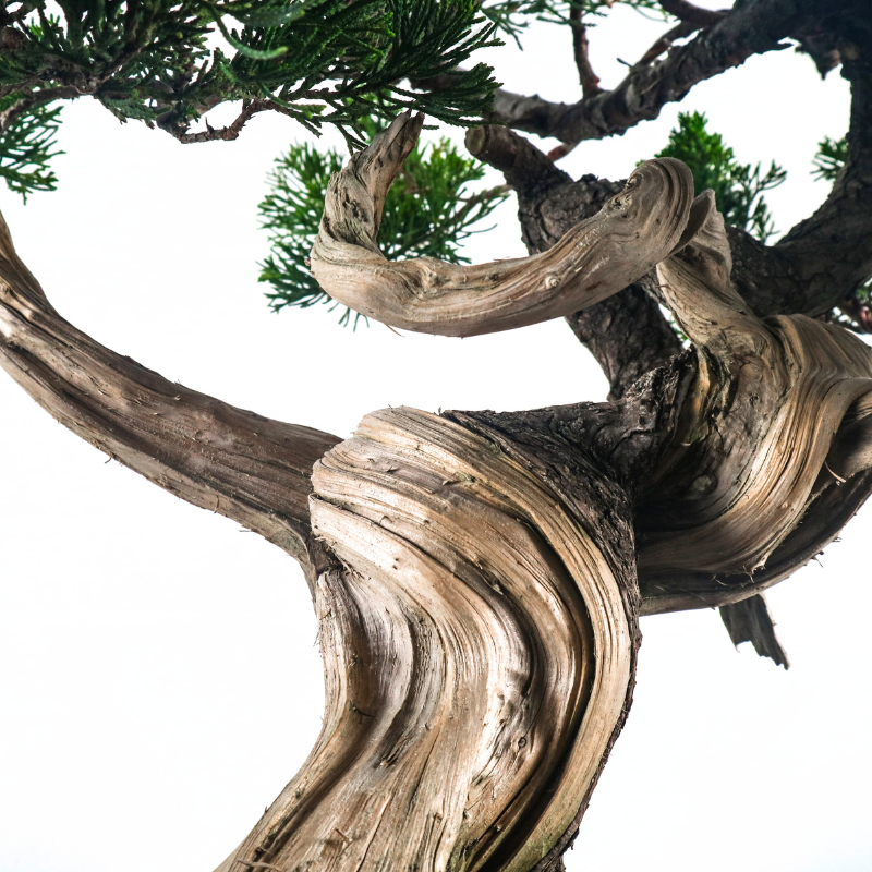 Japanese Juniper Shimpaku Bonsai 日本真柏