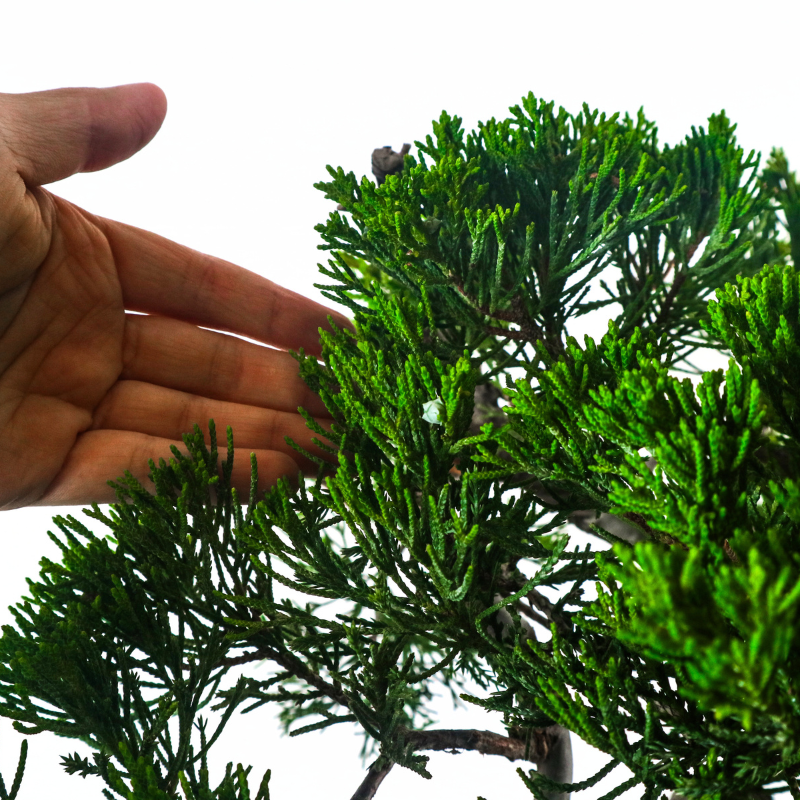 Japanese Juniper Shimpaku Bonsai 日本真柏