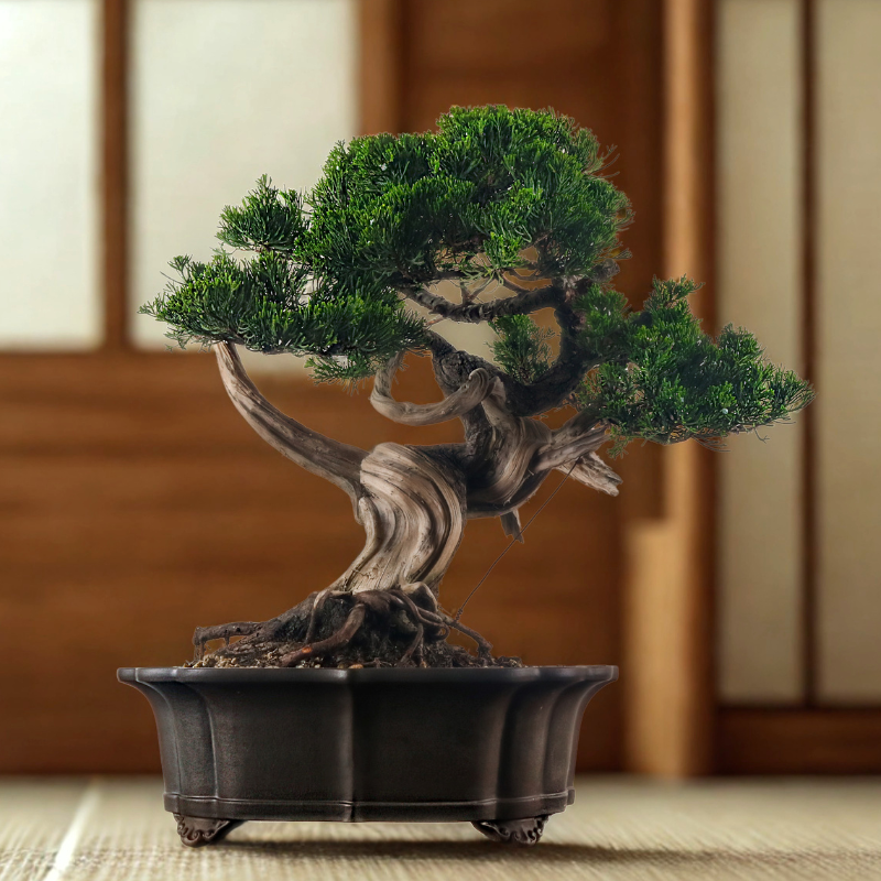 Japanese Juniper Shimpaku Bonsai 日本真柏