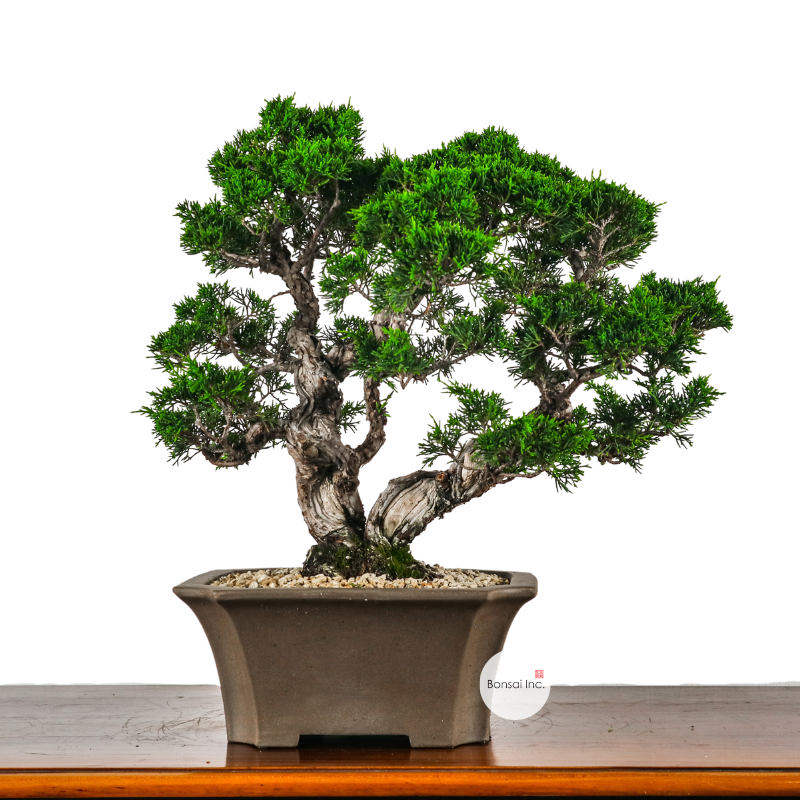 Japanese Juniper Shimpaku Bonsai 日本真柏