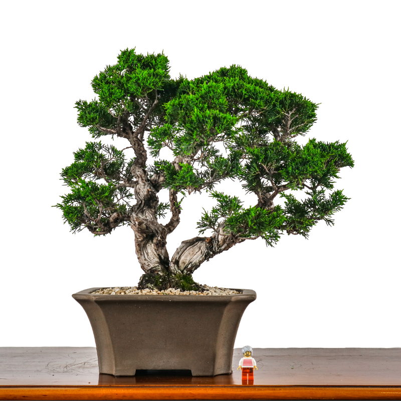 Japanese Juniper Shimpaku Bonsai 日本真柏