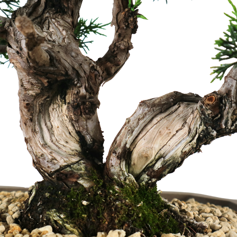 Japanese Juniper Shimpaku Bonsai 日本真柏