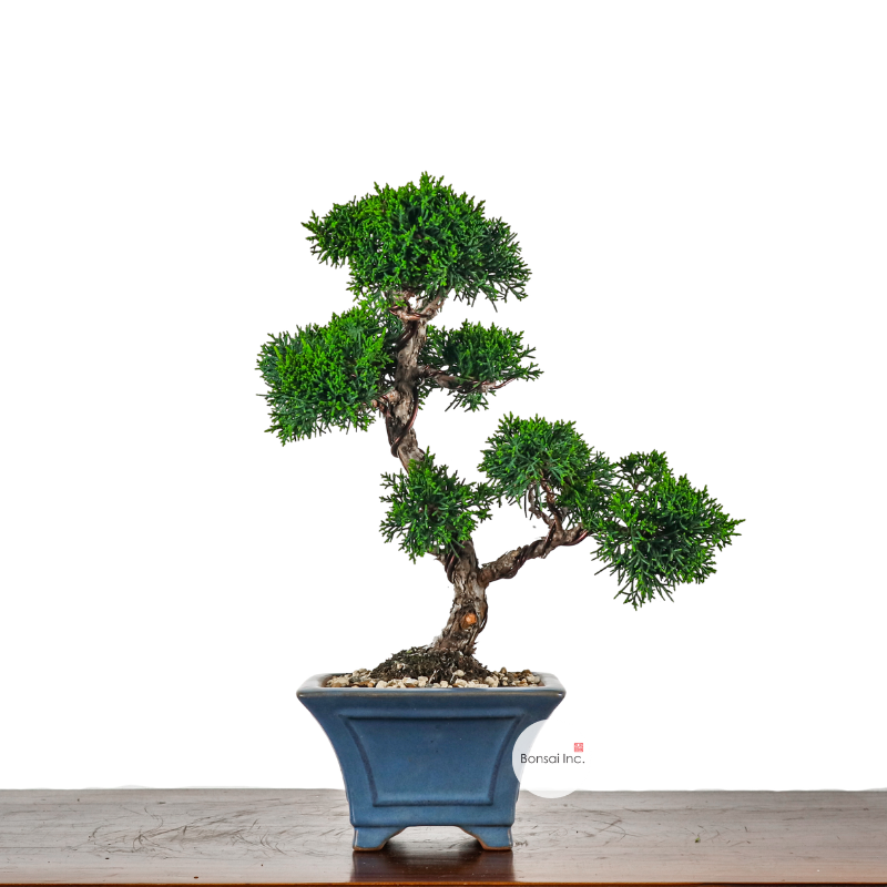 Japanese Juniper Shimpaku Bonsai 日本真柏