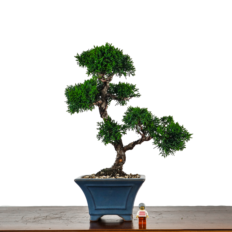 Japanese Juniper Shimpaku Bonsai 日本真柏