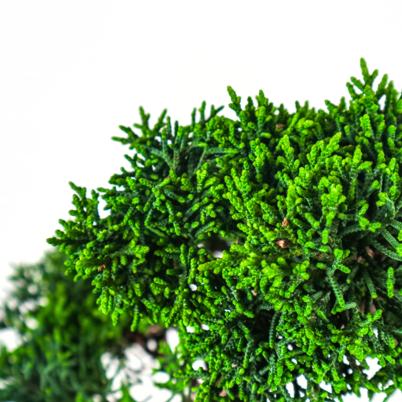 Japanese Juniper Shimpaku Bonsai 日本真柏
