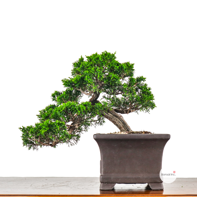 Japanese Juniper Shimpaku Bonsai 日本真柏