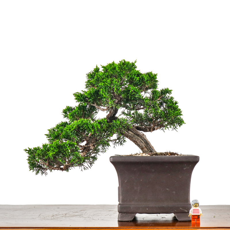 Japanese Juniper Shimpaku Bonsai 日本真柏