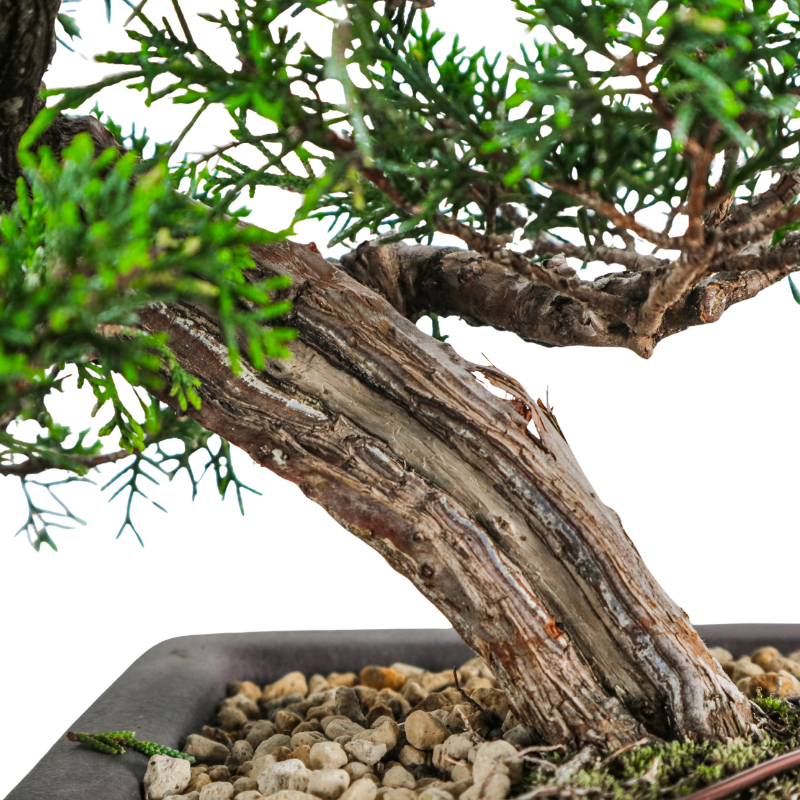 Japanese Juniper Shimpaku Bonsai 日本真柏