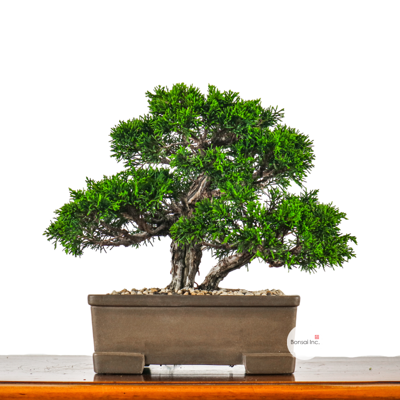 Japanese Juniper Shimpaku Bonsai 日本真柏