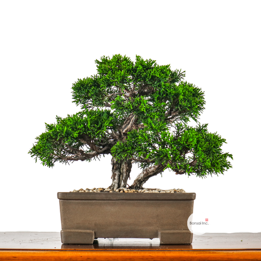 Japanese Juniper Shimpaku Bonsai 日本真柏