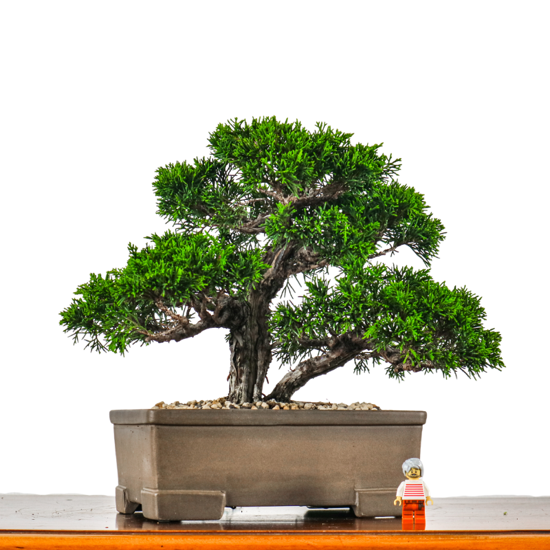 Japanese Juniper Shimpaku Bonsai 日本真柏