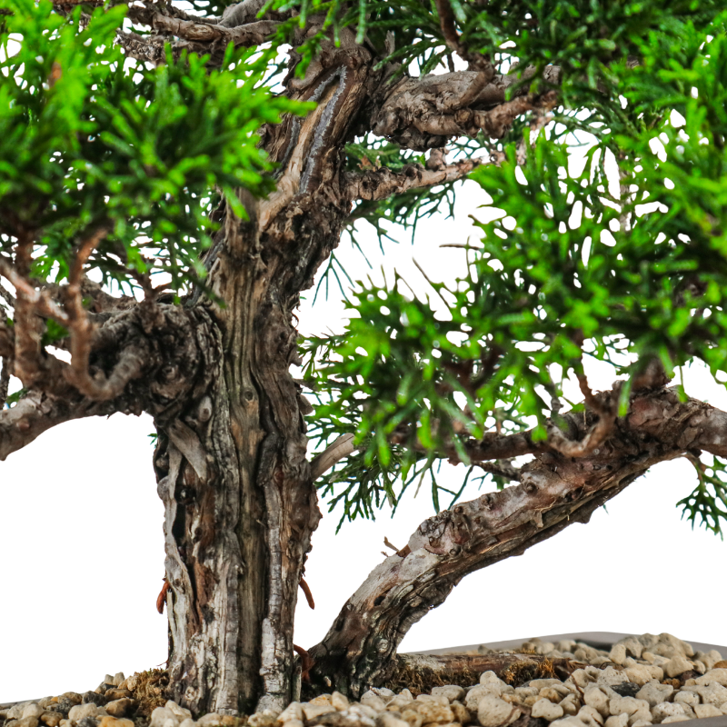 Japanese Juniper Shimpaku Bonsai 日本真柏