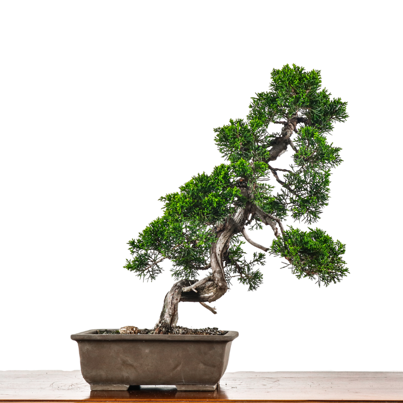 Japanese Juniper Shimpaku Bonsai 日本真柏