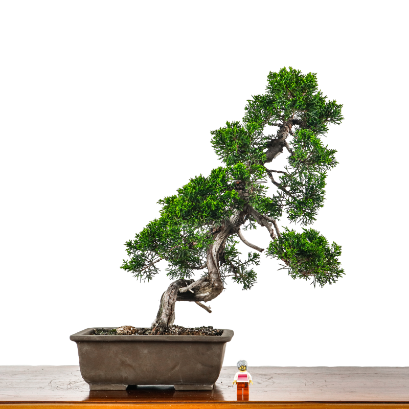 Japanese Juniper Shimpaku Bonsai 日本真柏