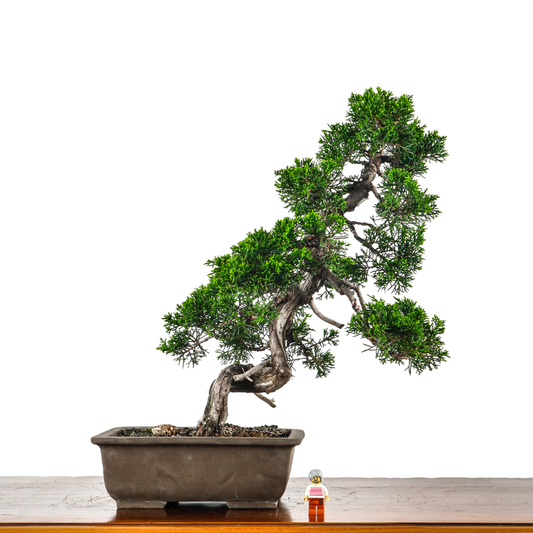 Japanese Juniper Shimpaku Bonsai 日本真柏