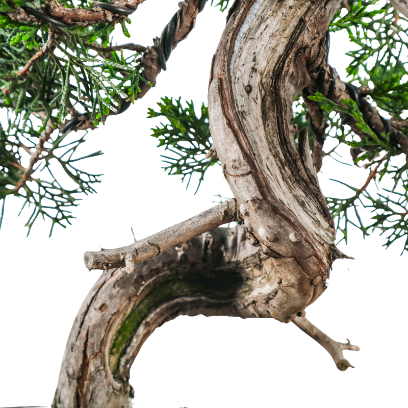 Japanese Juniper Shimpaku Bonsai 日本真柏