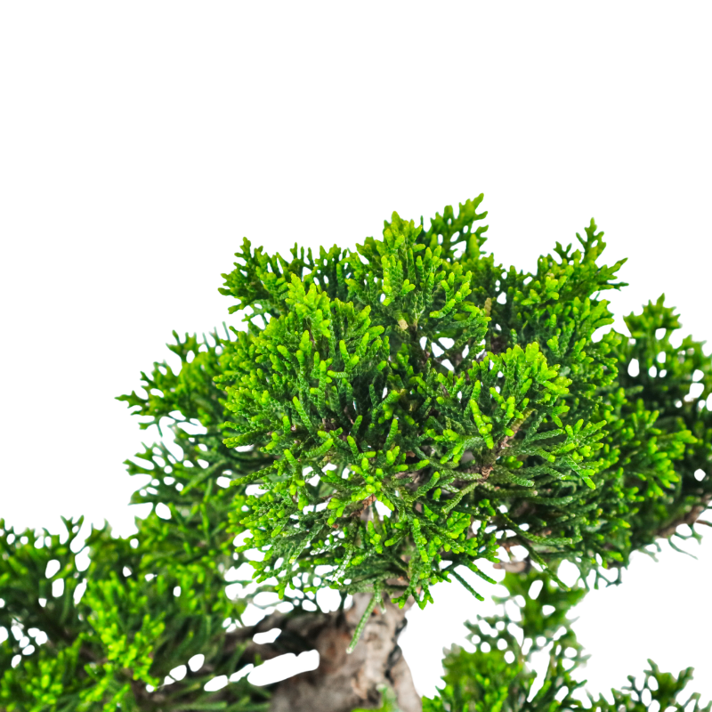 Japanese Juniper Shimpaku Bonsai 日本真柏