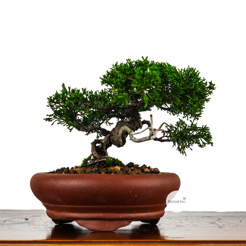 Japanese Juniper Shimpaku Bonsai 日本真柏