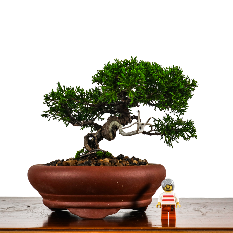 Japanese Juniper Shimpaku Bonsai 日本真柏