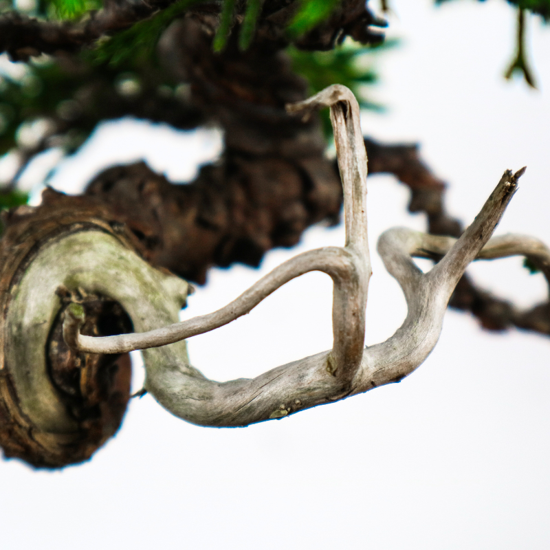 Japanese Juniper Shimpaku Bonsai 日本真柏