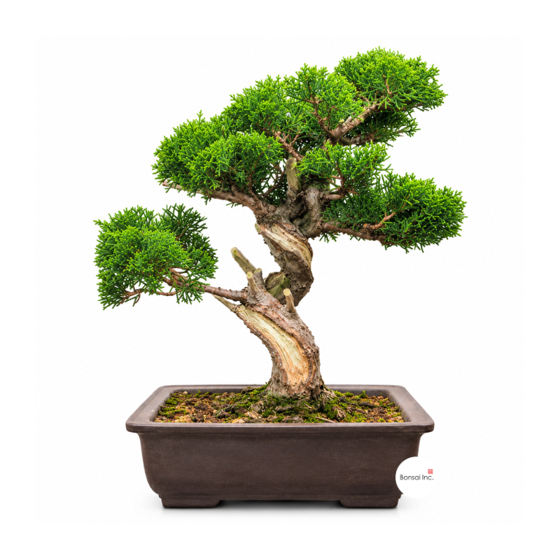 Japanese Juniper Shimpaku Bonsai 日本真柏