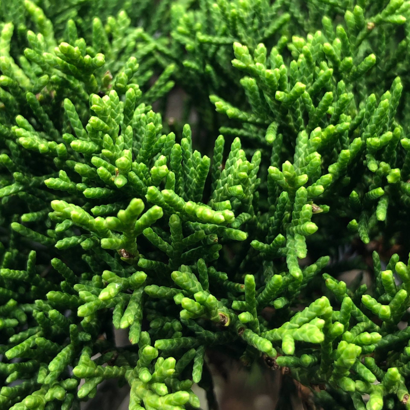 Japanese Juniper Shimpaku Bonsai 日本真柏