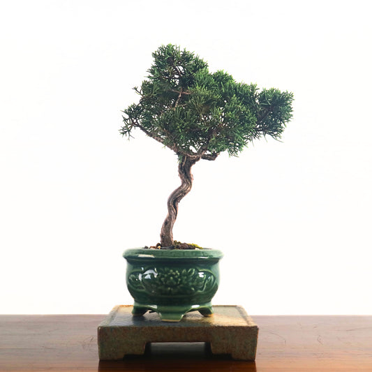 Japanese Juniper