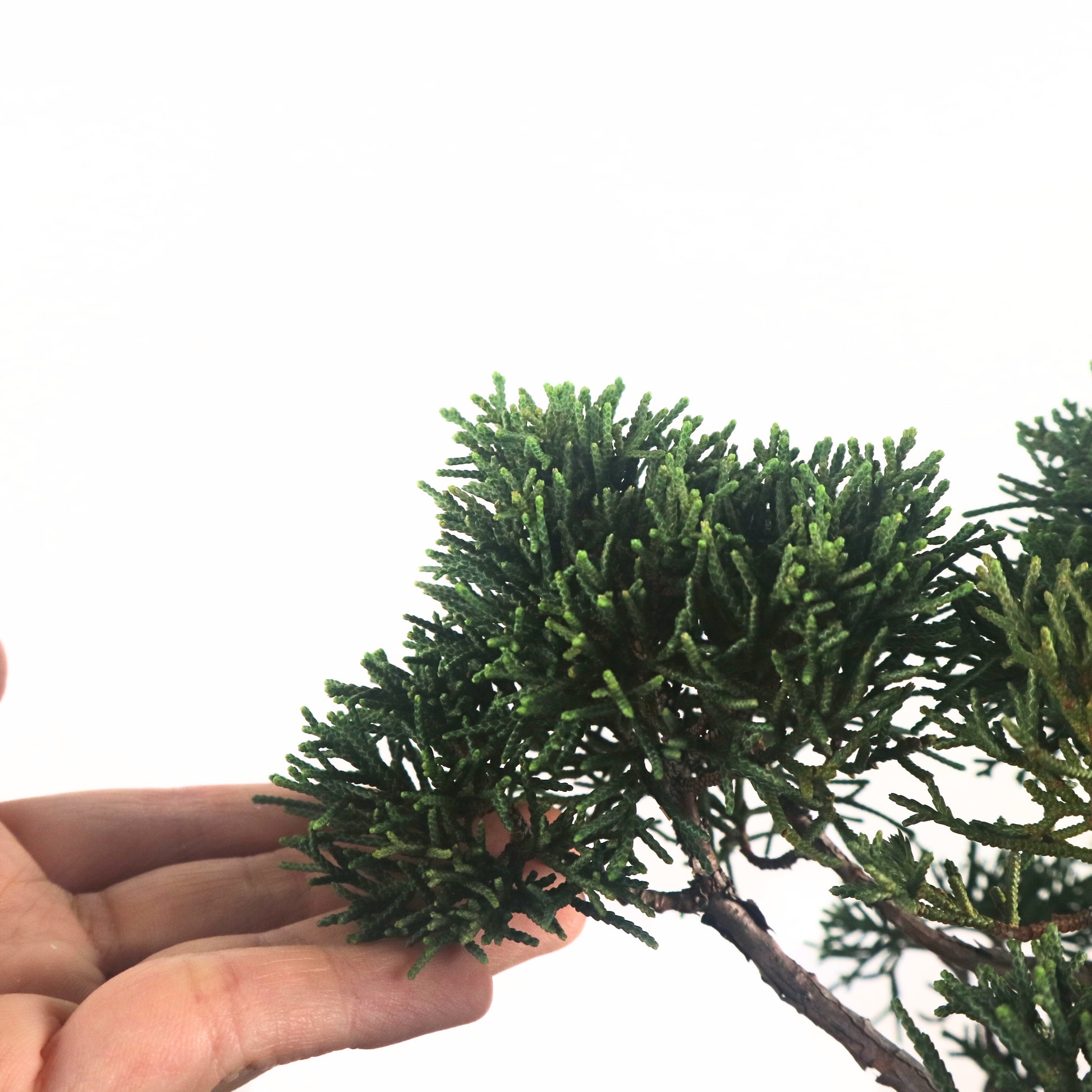 Japanese Juniper